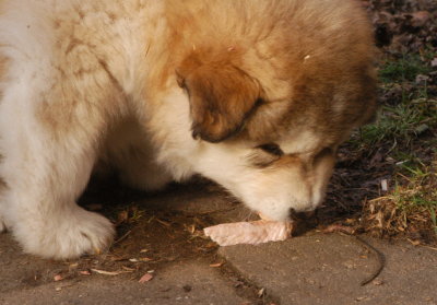 DSC_9858_cr.jpg