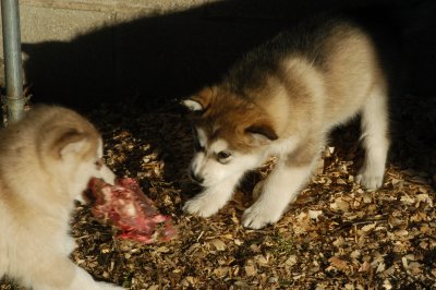 DSC_9906.JPG