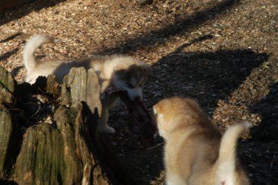DSC_9910.JPG