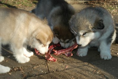 DSC_9919.JPG