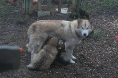 puppies_first_ribs