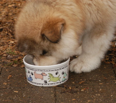 DSC_0225_cr.jpg