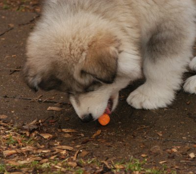 DSC_0229_cr.jpg