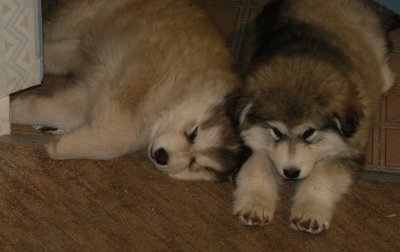 DSC_0234_cr.jpg