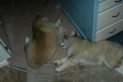 pups_january_16