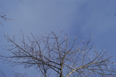 DSC_0906.JPG