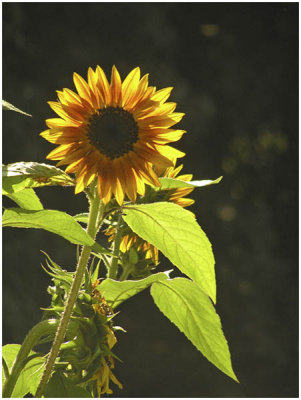 Jake Fetterman, Summer's Sun