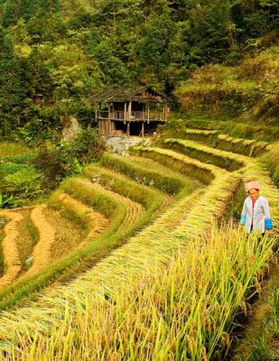 Norm Wooldridge, Rice Harvest.jpg