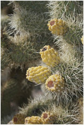 Jon Root, Desert Textures