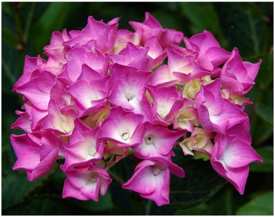 Don Ericson, Lots of Pink