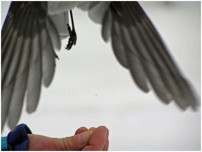 Lea Fetterman, Taking Flight