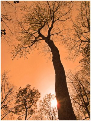Lea Fetterman, The Tree That Never Ends