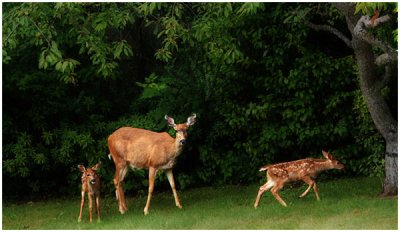 Don Cooper, Backyard Visitors 1