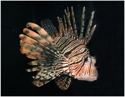 Don Ericson, Canadian Lion-Fish