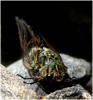 Patti Madsen, Cicada