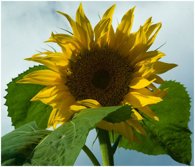 Sue Hylen, Sunflower Salutation
