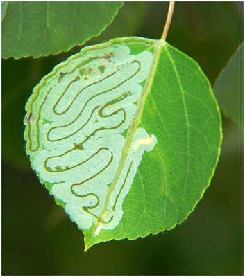 Stan Johnson, Leaf Miner