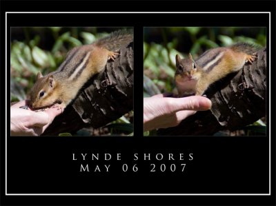 Lunch Time for Chip...or Dale