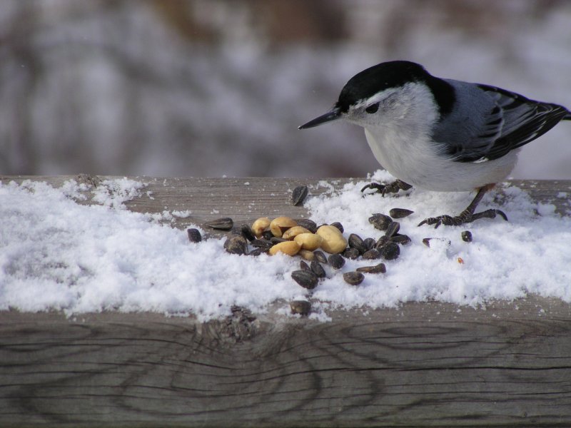 White breasted Nuthatch - regular all year