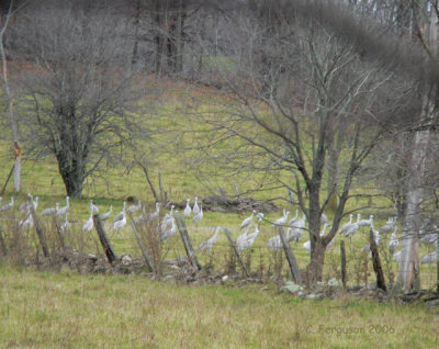 The Sandhill Cranes gathering in the next field