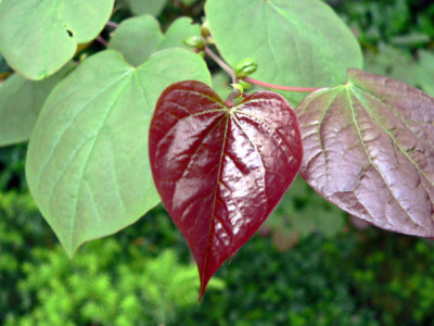 The Many Colours of the Eastern Redbud Forest Pansy