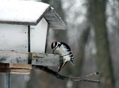 Hairy Woodpecker