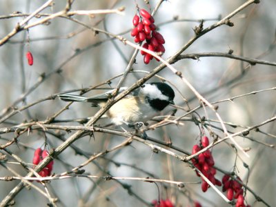 The Chickadee and berries