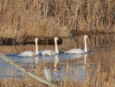 2006: Trumpeter Swans #931 (poss 930 & 932??) meandering up the creek in November 2006