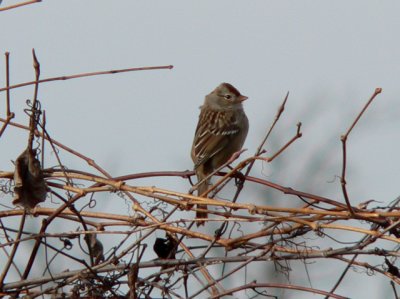 American Tree Sparrows spend the winter with us