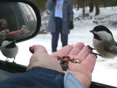 They even landed on my hand while I was sitting in the car (to keep warm)