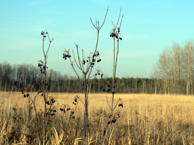 The Meadows