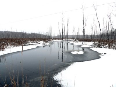 The creek