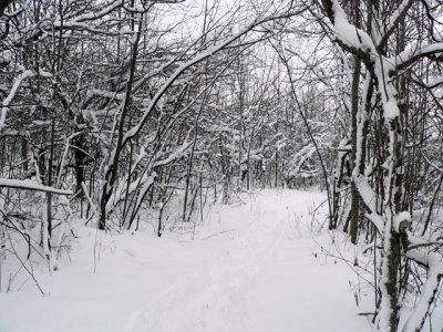 First snowfall on the trail