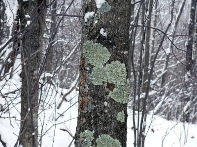 Lichen on the trail