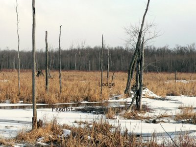 Finally some snow in January - see the beaver's lodge?