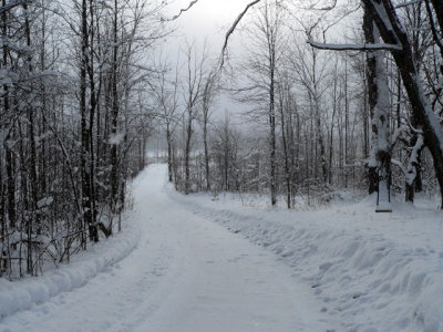 Looking down the laneway towards the road
