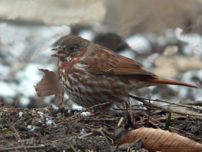 Fox-Sparrow  (a yard lifer)