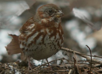 Fox Sparrow (a yard lifer 2007)
