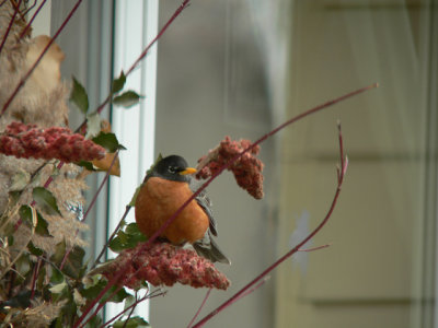 Robin eating Sumac berries from the planter between the windows