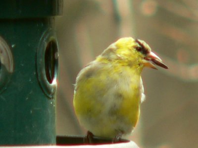 Male American Goldfinch - regular all year