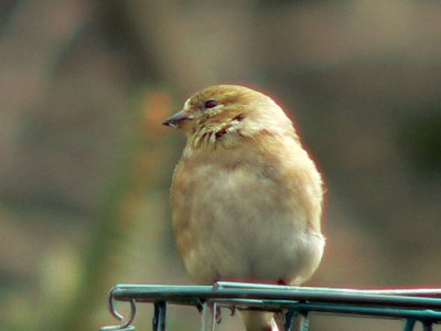 Female American Goldfinch - regular all year