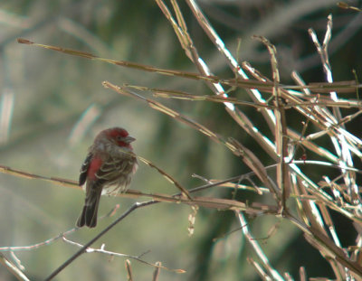 Male House Finch - regular all year