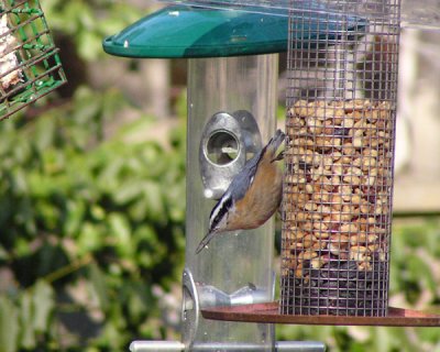 Red-breasted nut hatch - regular all year