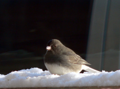 Dark eyed Junco - regular, but only here when we're expecting / having snow.