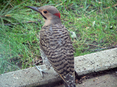 Northern-Flicker - regular migrant spring and fall; however....