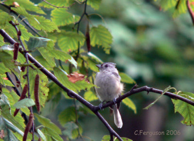 Tufted Titmouse - yard lifer. Rare in this area. However....