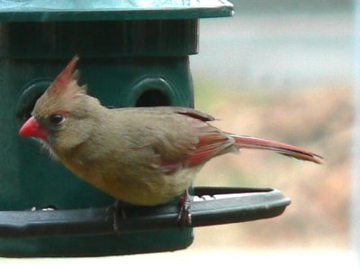 Female Cardinal - regular all year