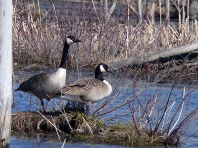Canada Geese on Earth Day