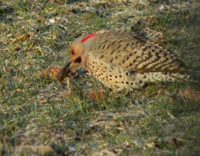 Northern Flicker having a juicy meal - looks like prawns, but are grubs!