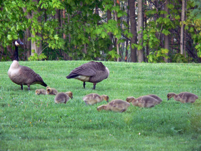 The families come to the house to clip & fertilize the lawn!